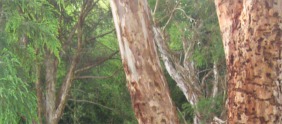 Trees at the Vipassana Centre Victoria